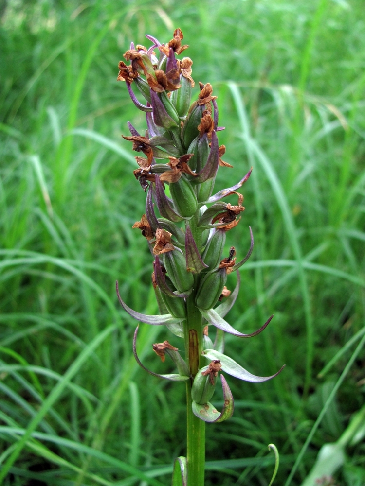 Изображение особи Dactylorhiza incarnata.