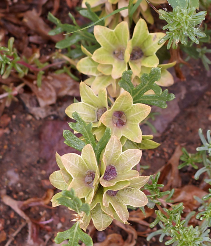 Изображение особи Lagochilus platyacanthus.