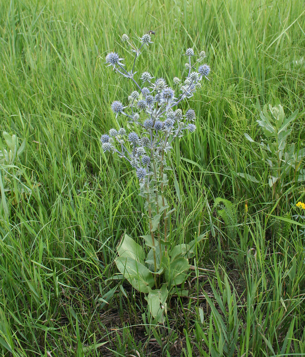 Изображение особи Eryngium planum.