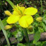 Chelidonium asiaticum