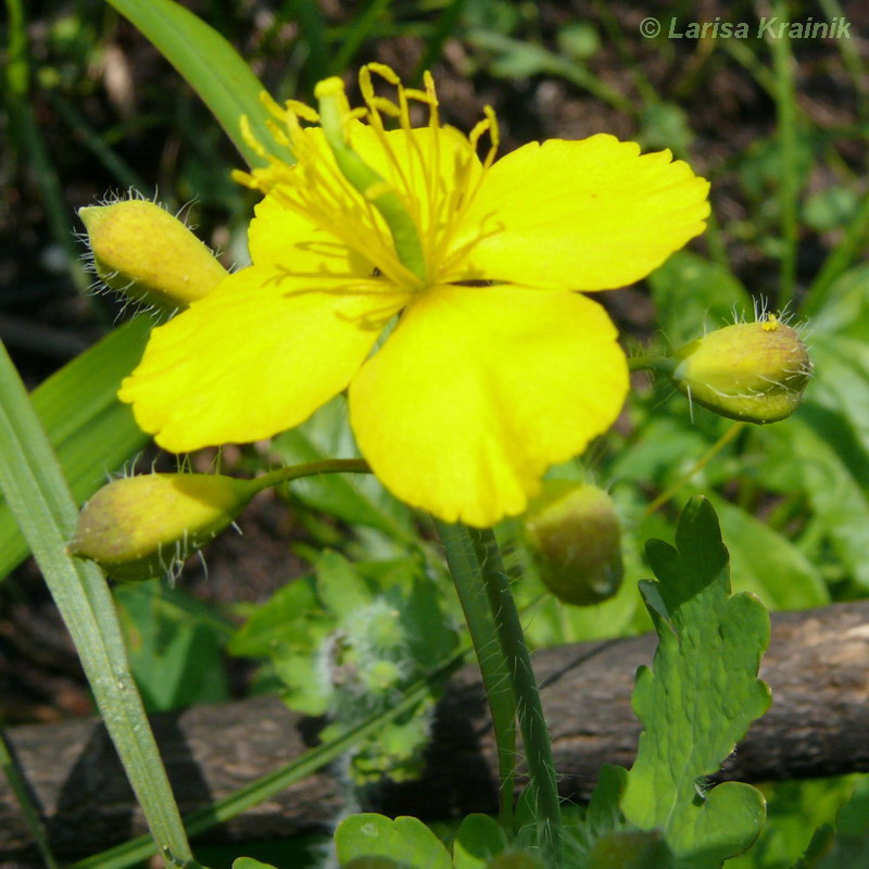 Изображение особи Chelidonium asiaticum.