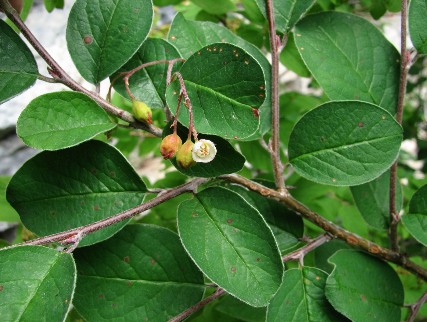 Image of Cotoneaster melanocarpus specimen.