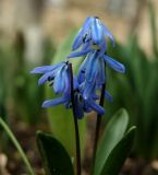 Scilla siberica