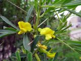 Caragana spinosa. Ветвь с цветками. Иркутская обл., г. Усть-Кут, в озеленении. 19.06.2008.
