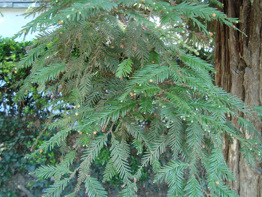 Image of Sequoia sempervirens specimen.