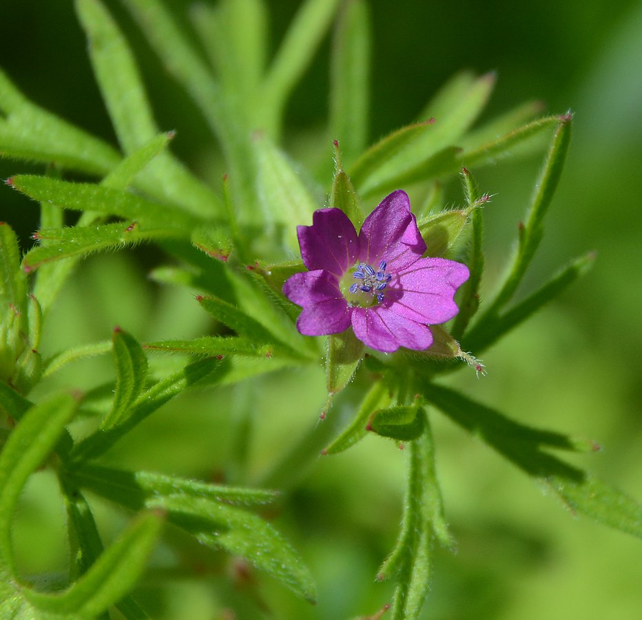 Изображение особи Geranium dissectum.