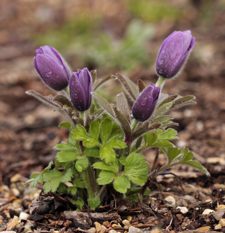 Изображение особи Pulsatilla chinensis.