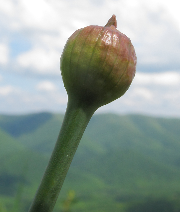 Изображение особи Allium decipiens.