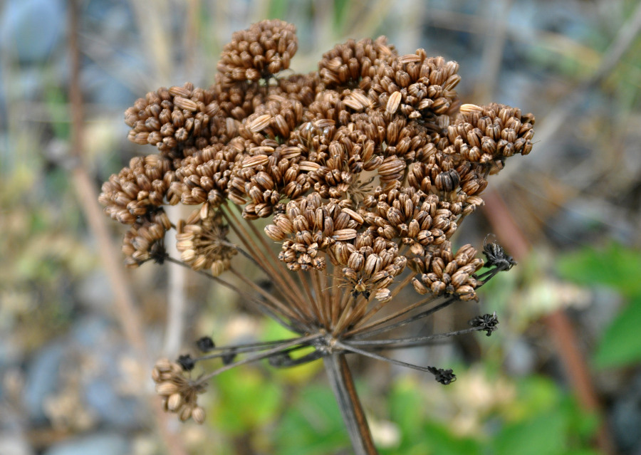 Image of Coelopleurum gmelinii specimen.