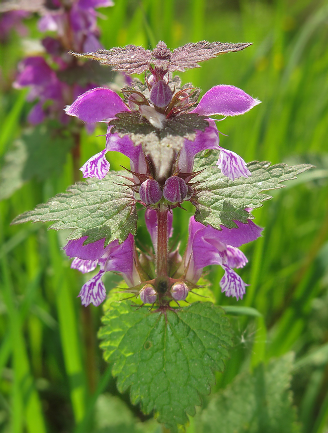 Изображение особи Lamium maculatum.