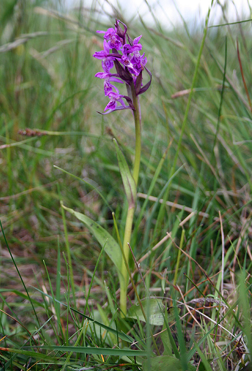 Image of Dactylorhiza majalis specimen.