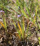 Sisyrinchium septentrionale