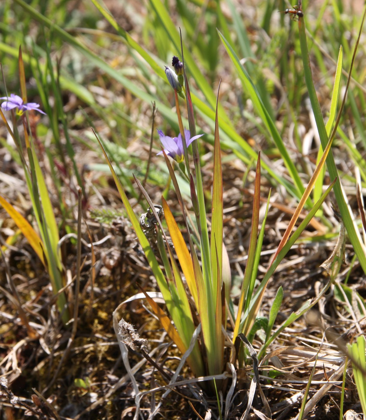 Изображение особи Sisyrinchium septentrionale.