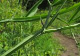 Lathyrus hirsutus. Части стеблей. Краснодарский край, Крымский р-н, окр. станицы Неберджаевская, большая поляна в широколиственном лесу, поросшая высокими луговыми травами и зарастающая молодыми деревьями и кустарниками. 05.06.2016.