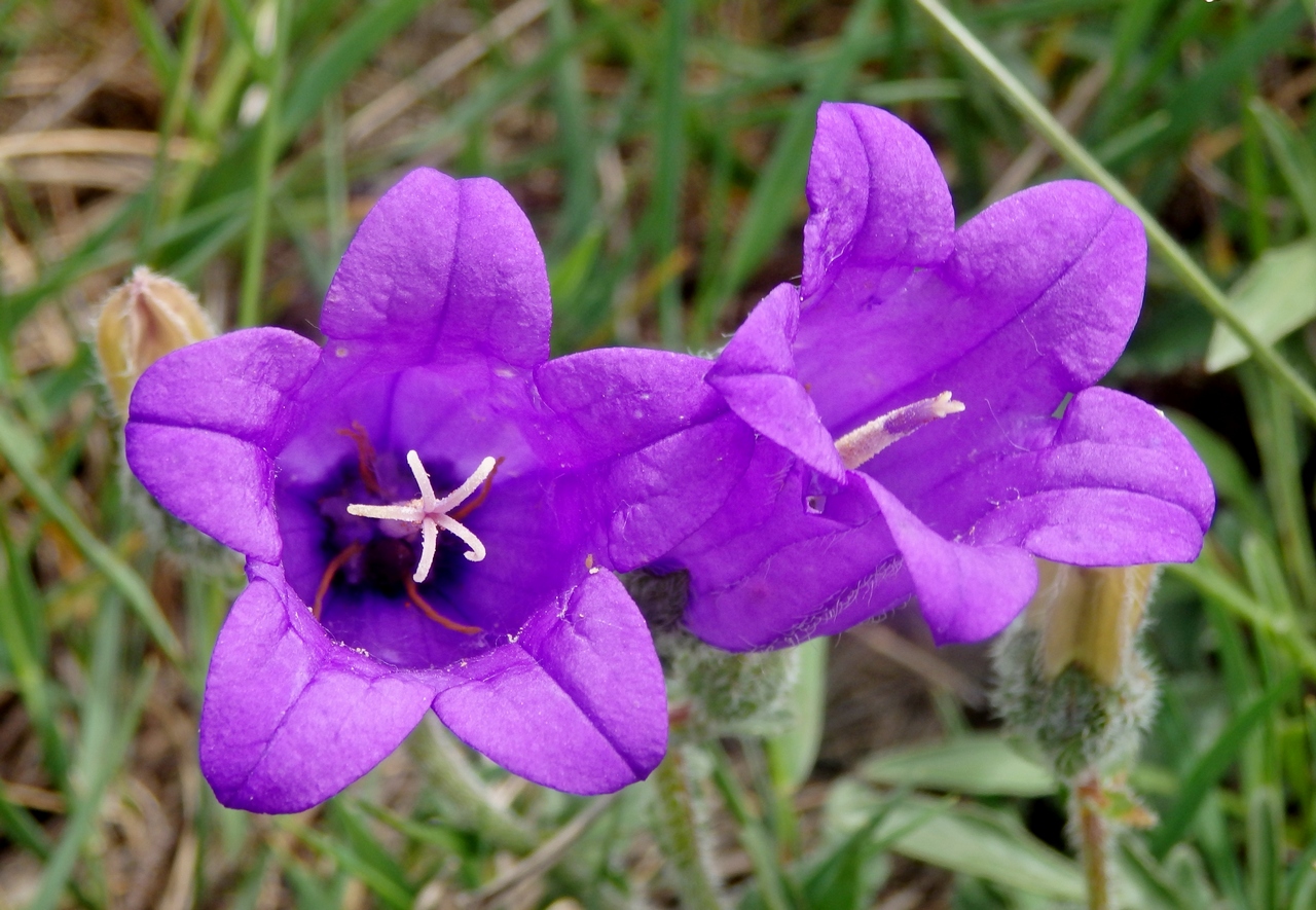 Image of Campanula komarovii specimen.