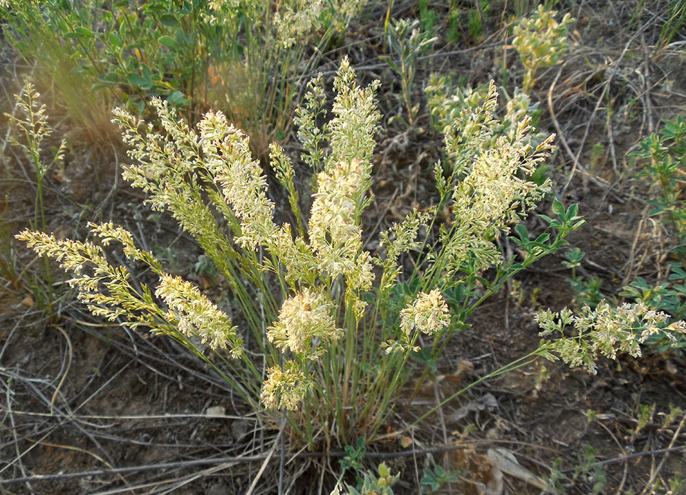 Image of genus Koeleria specimen.