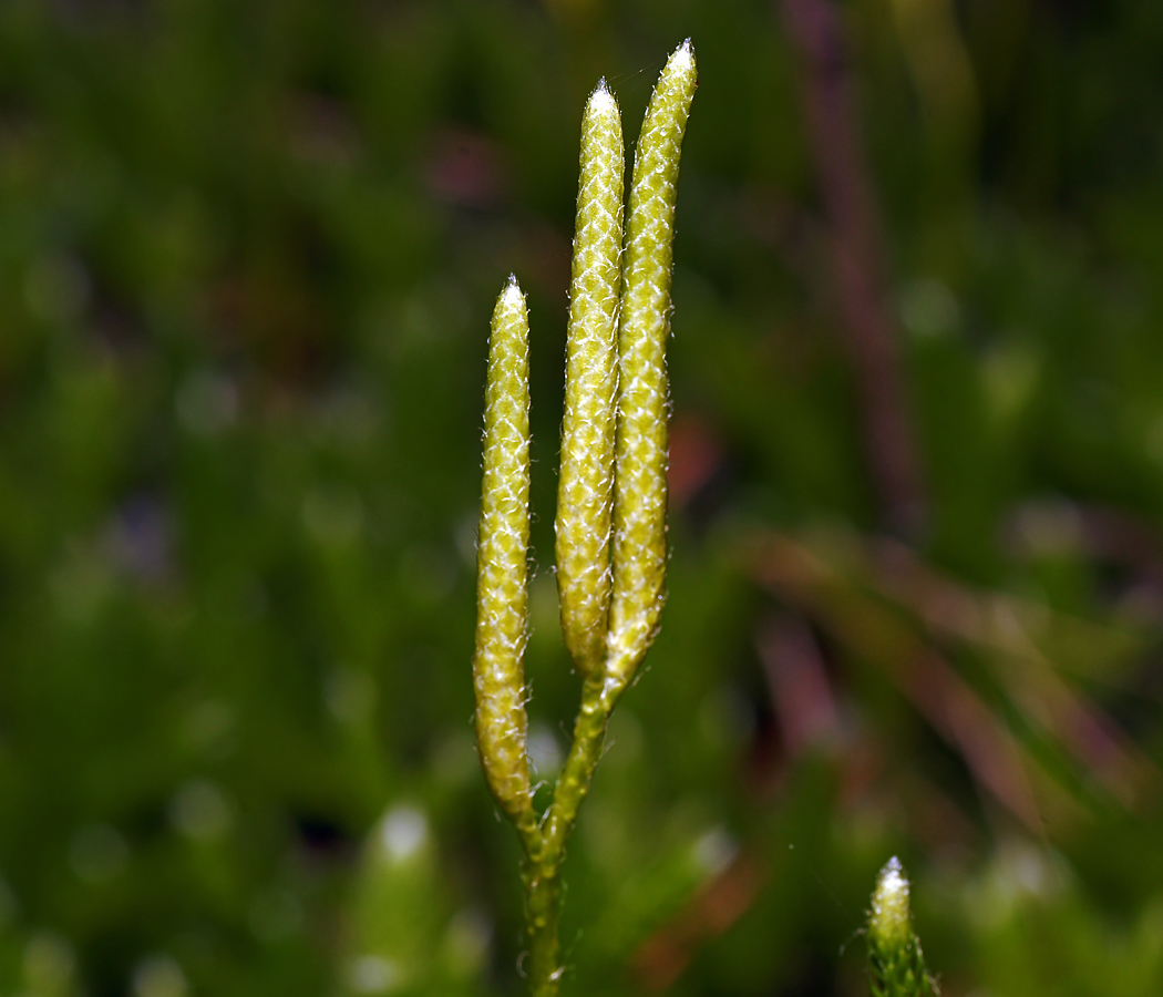 Изображение особи Lycopodium clavatum.