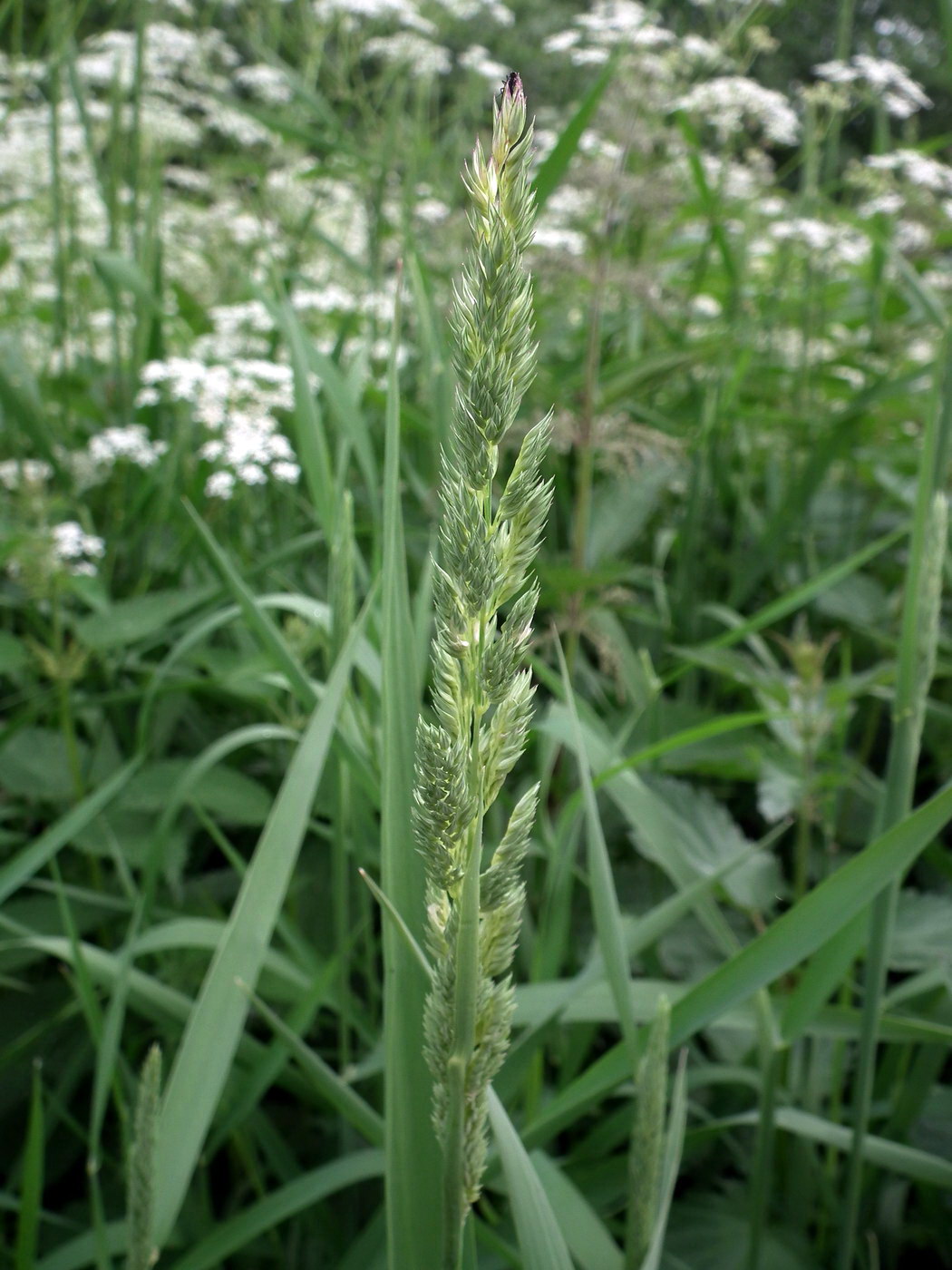 Image of Phalaroides arundinacea specimen.