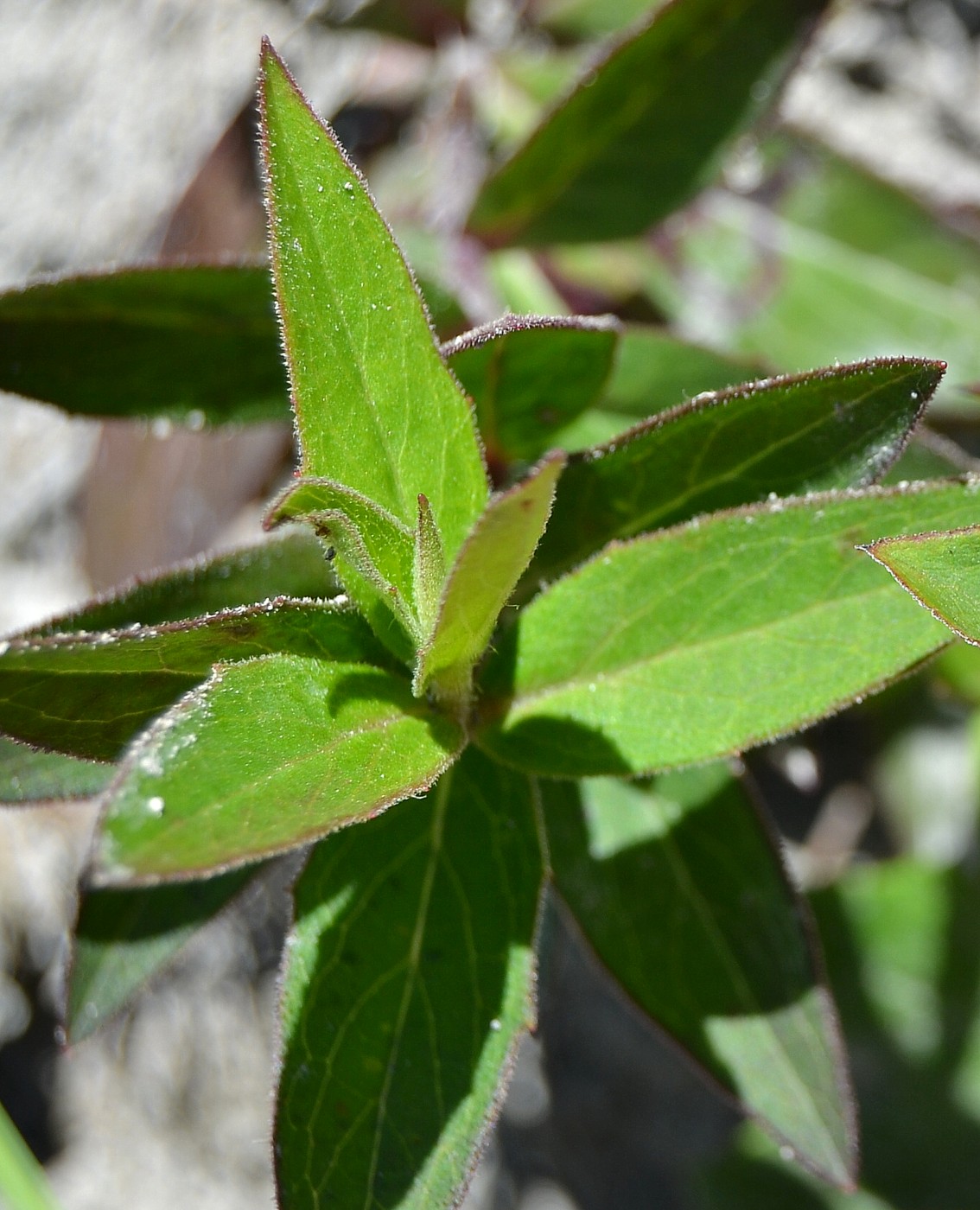 Image of Hieracium scabiosum specimen.