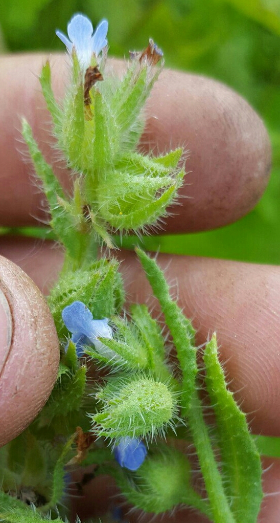 Изображение особи Lycopsis arvensis.