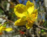 Ochna serrulata