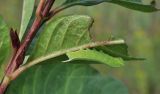 Lonicera involucrata