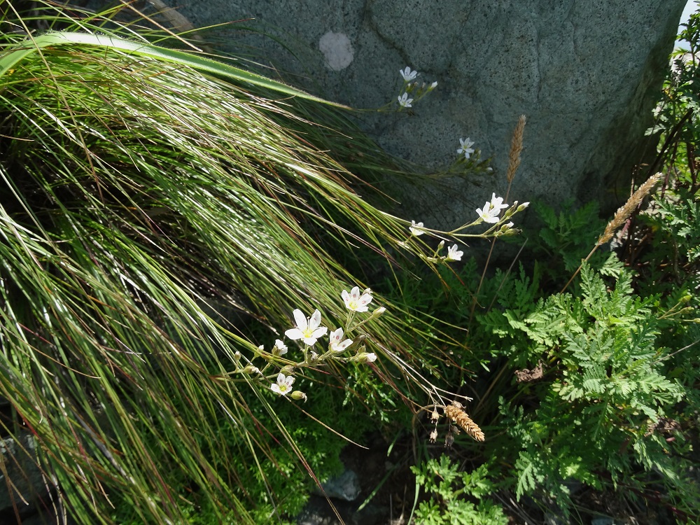 Image of Eremogone juncea specimen.