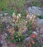 Solidago virgaurea subspecies lapponica. Плодоносящие растения на заросшей разнотравьем антропогенной песчано-гравийной насыпи над водоводом. Кольский п-ов, Восточный Мурман, Дальние Зеленцы, южный берег губы Дальнезеленецкая. 18.08.2016.