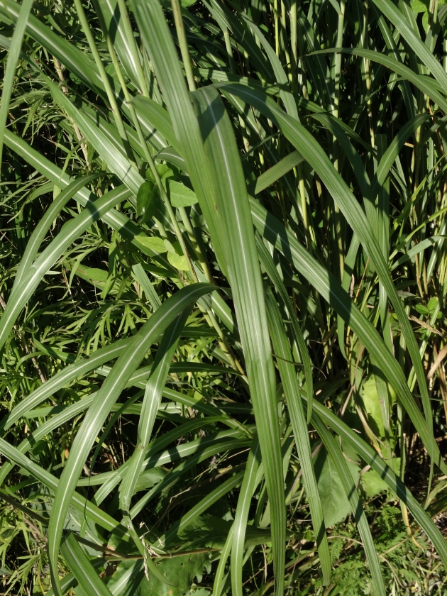 Изображение особи Miscanthus purpurascens.