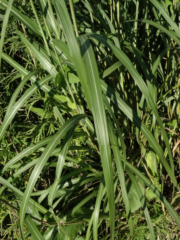 Image of Miscanthus purpurascens specimen.