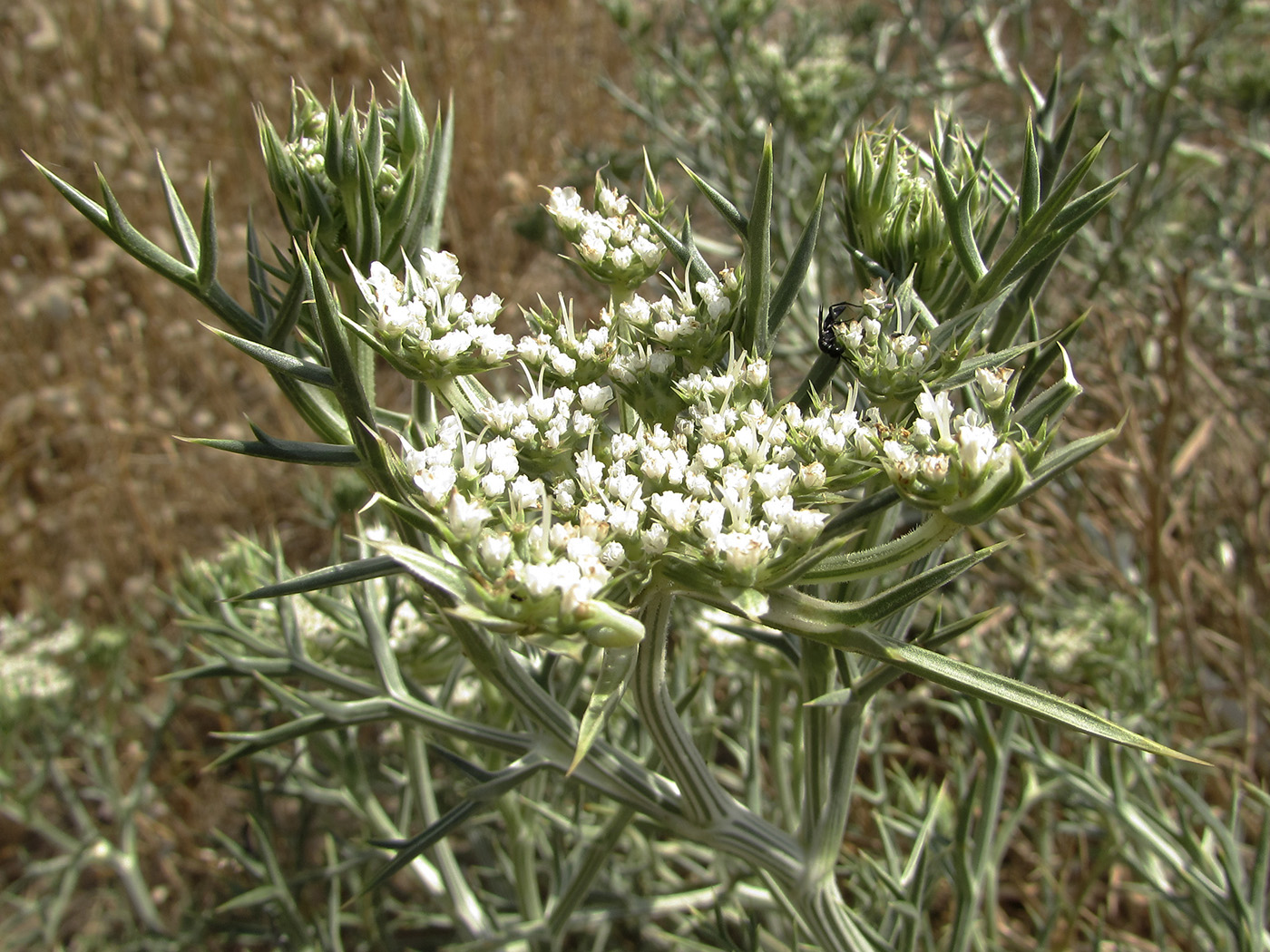 Image of Echinophora spinosa specimen.