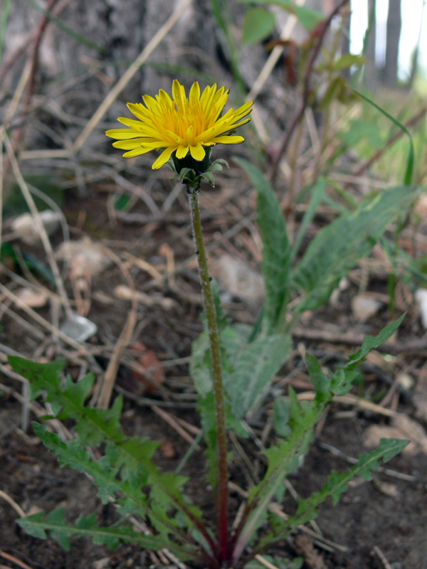 Image of Taraxacum officinale specimen.