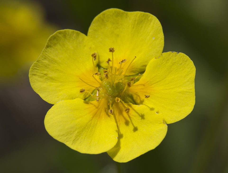 Изображение особи Potentilla erecta.