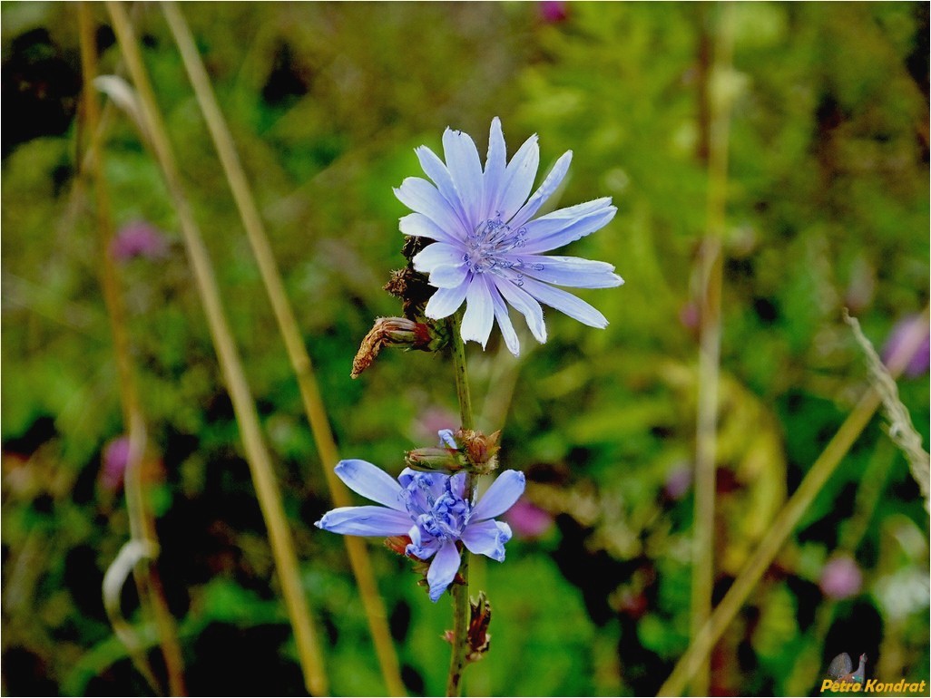 Image of Cichorium intybus specimen.