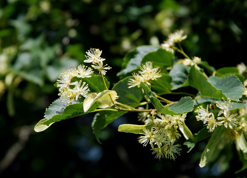 Image of Tilia cordata specimen.