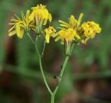 Crepis paludosa. Соцветие. Ленинградская обл., окр. пос. Рощино. 24.07.2009.