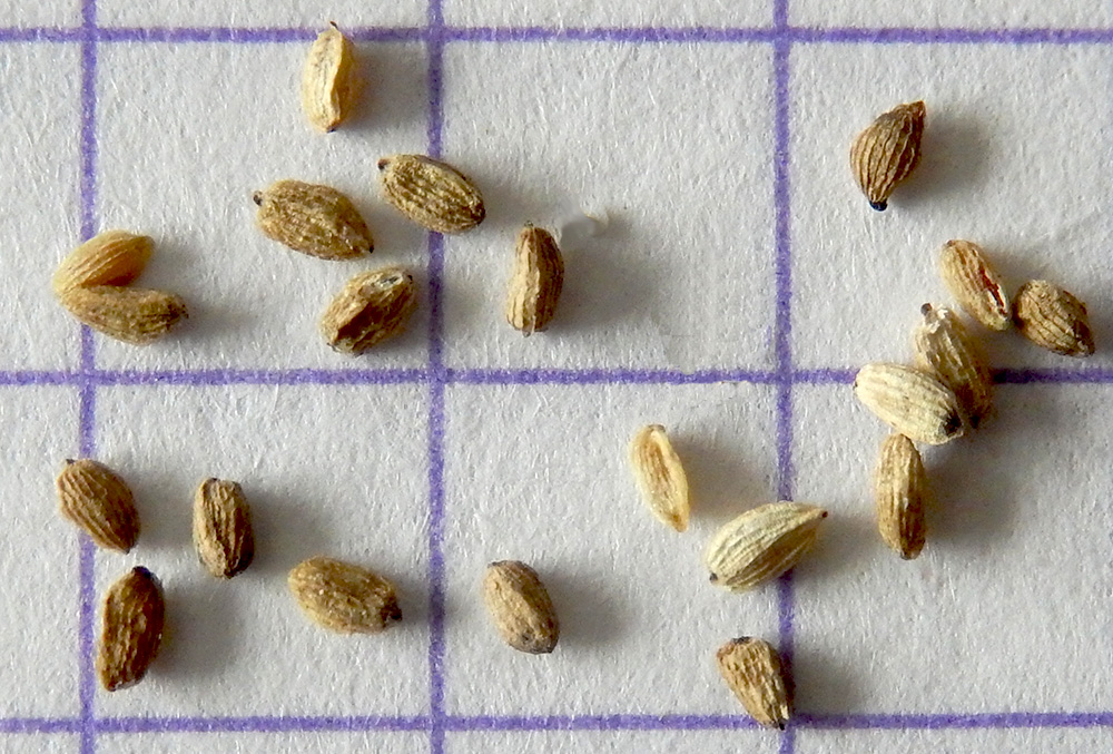 Image of Odontites vulgaris specimen.