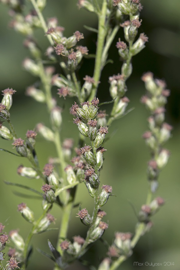 Изображение особи Artemisia vulgaris.