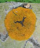 Xanthoria parietina. Таллом с апотециями. Юж. окр. Архангельска, лес, на поваленном стволе Populus tremula. 15.06.2011.