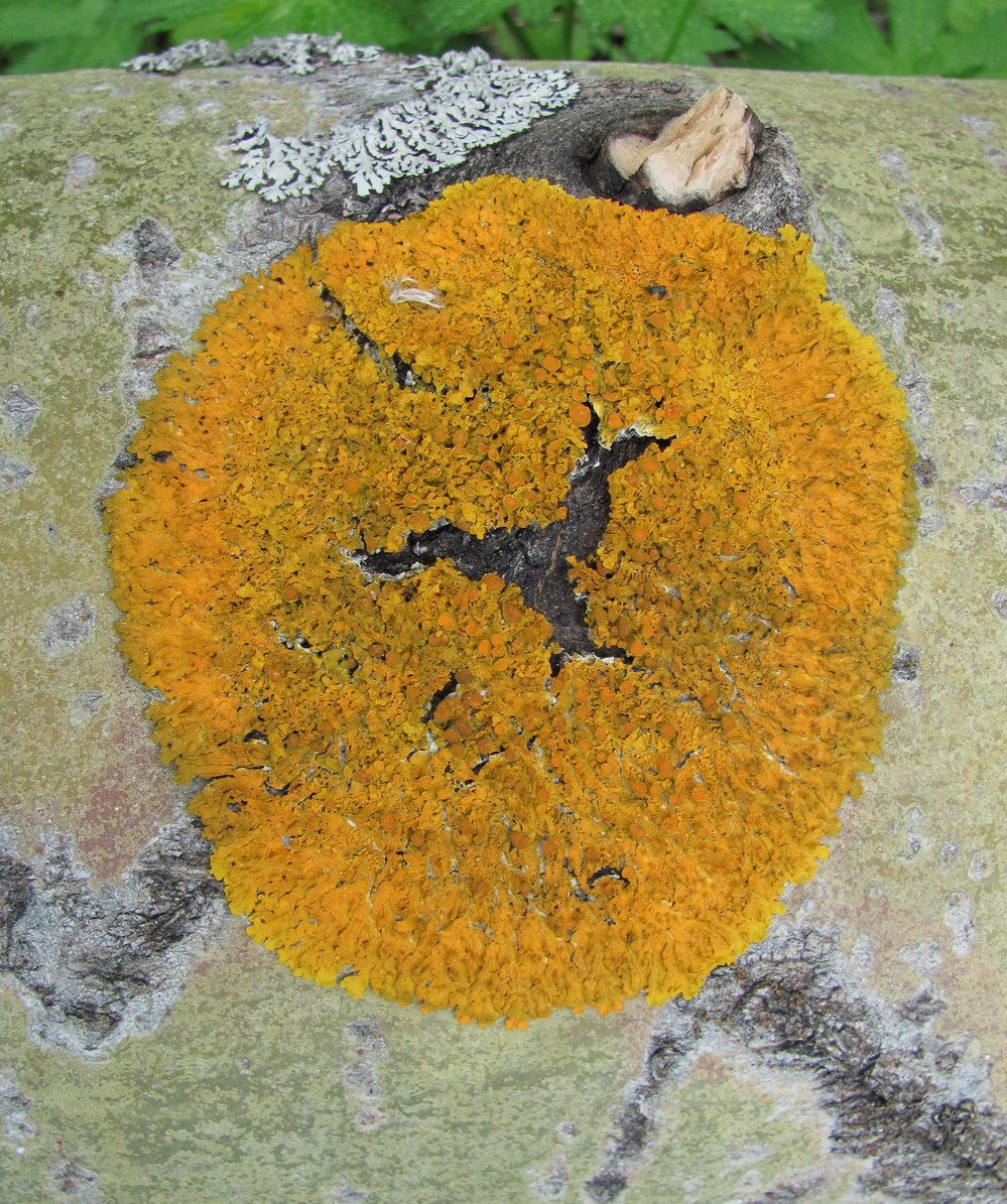 Image of Xanthoria parietina specimen.