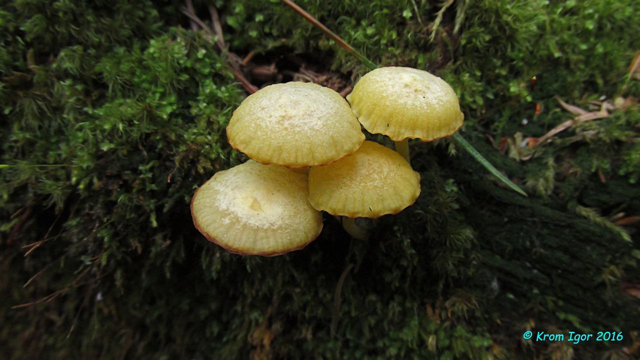 Image of Lichenomphalia alpina specimen.