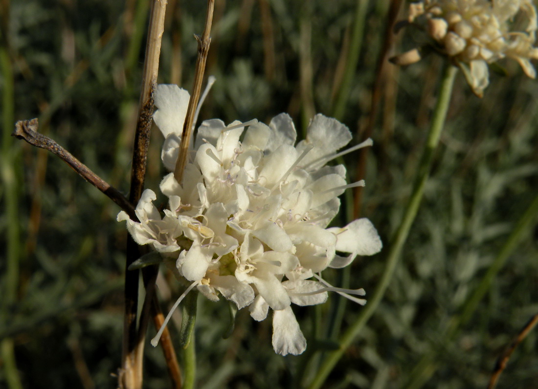 Image of Lomelosia isetensis specimen.