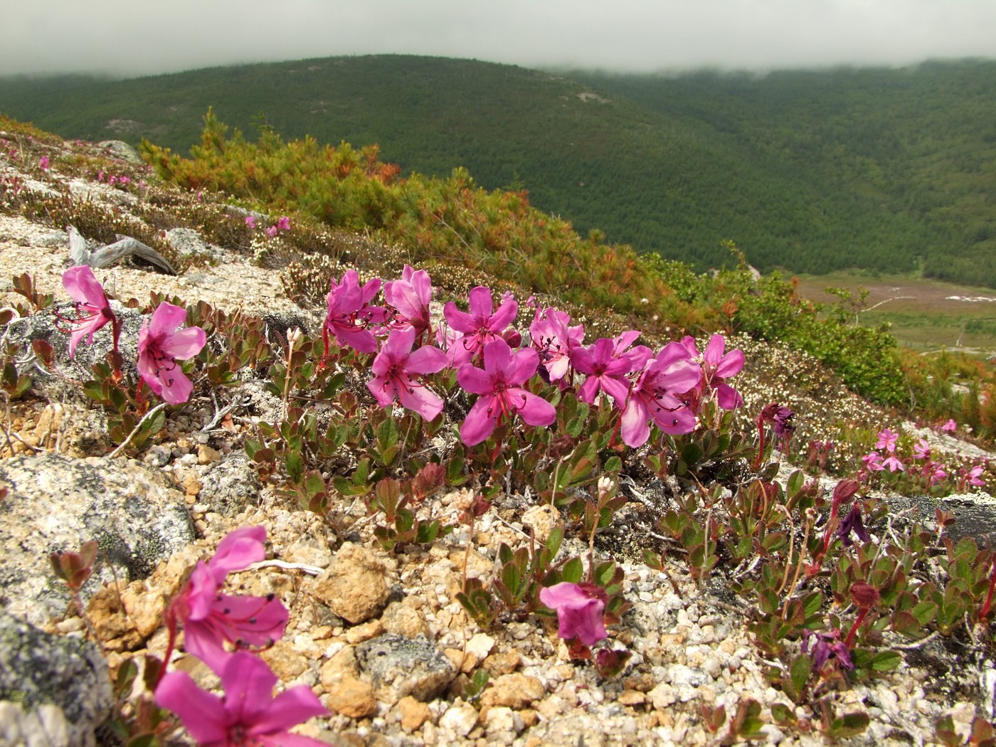 Изображение особи Rhododendron camtschaticum.