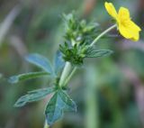 Potentilla chrysantha