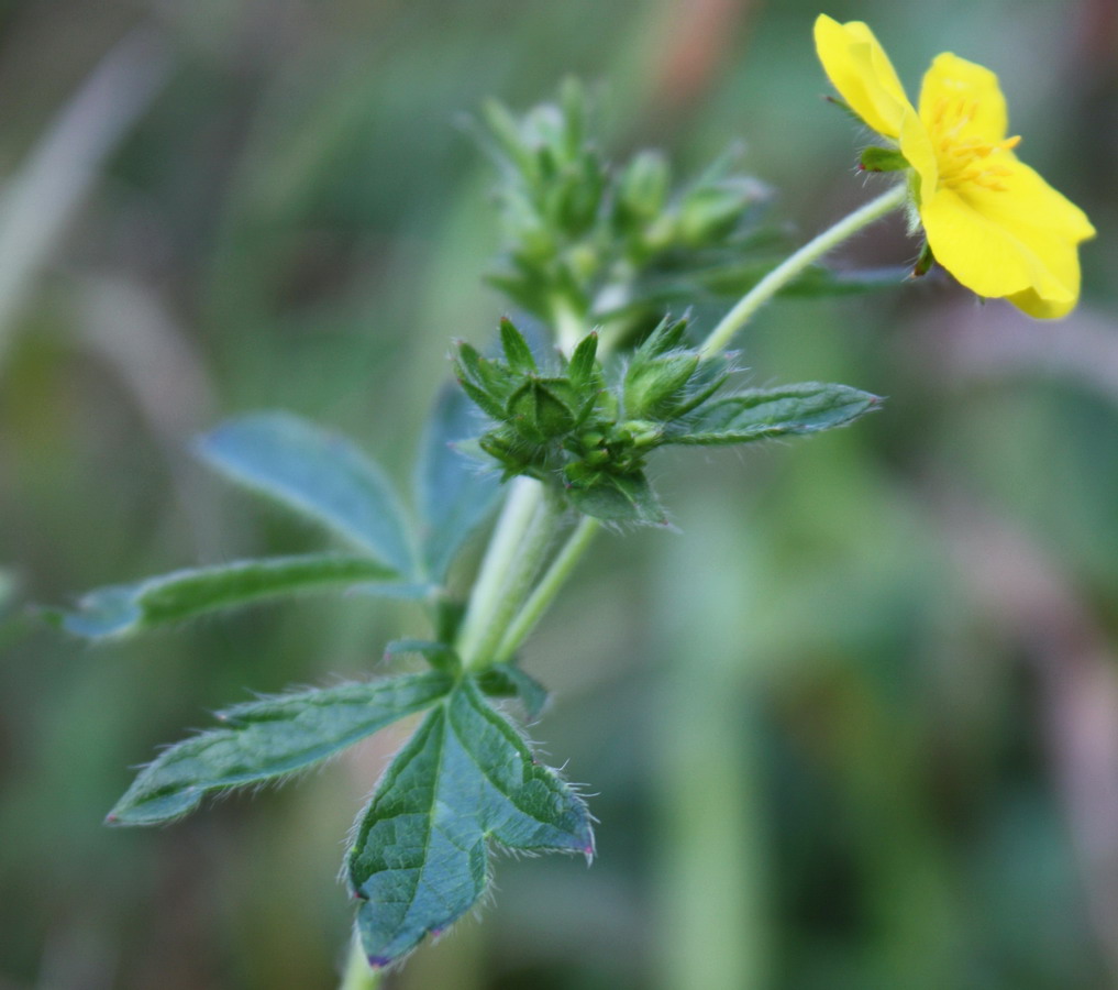 Image of Potentilla chrysantha specimen.