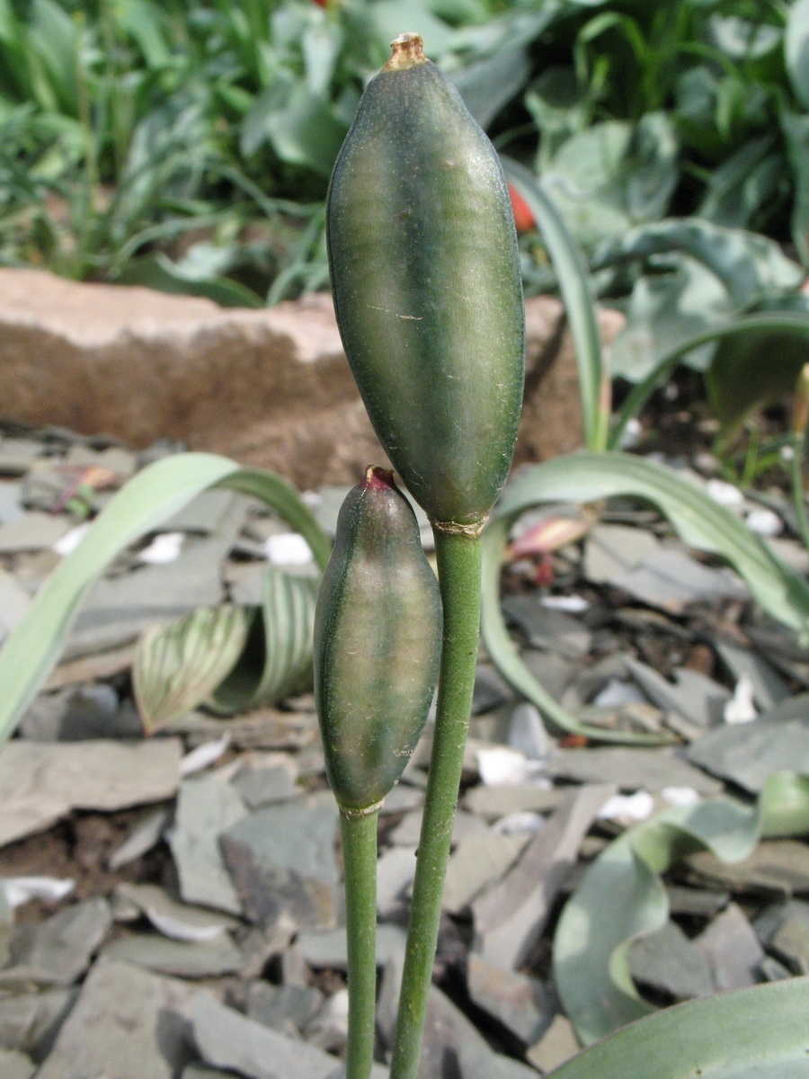 Image of Tulipa dianaeverettiae specimen.