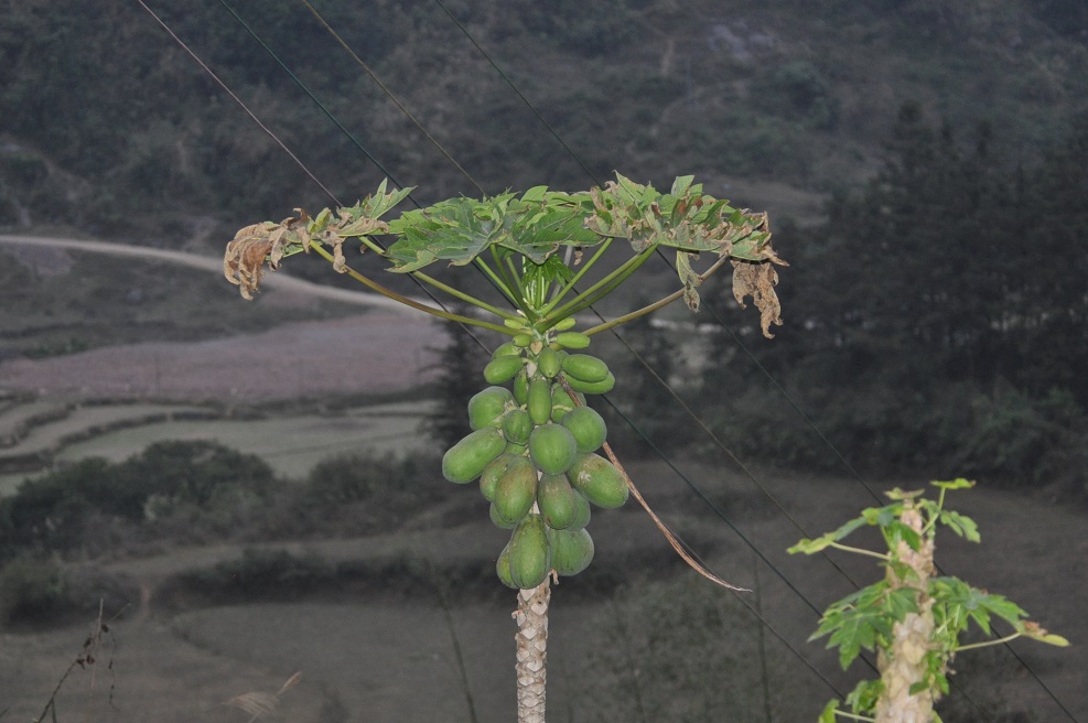 Изображение особи Carica papaya.