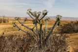 genus Euphorbia