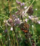 Allium paniculatum