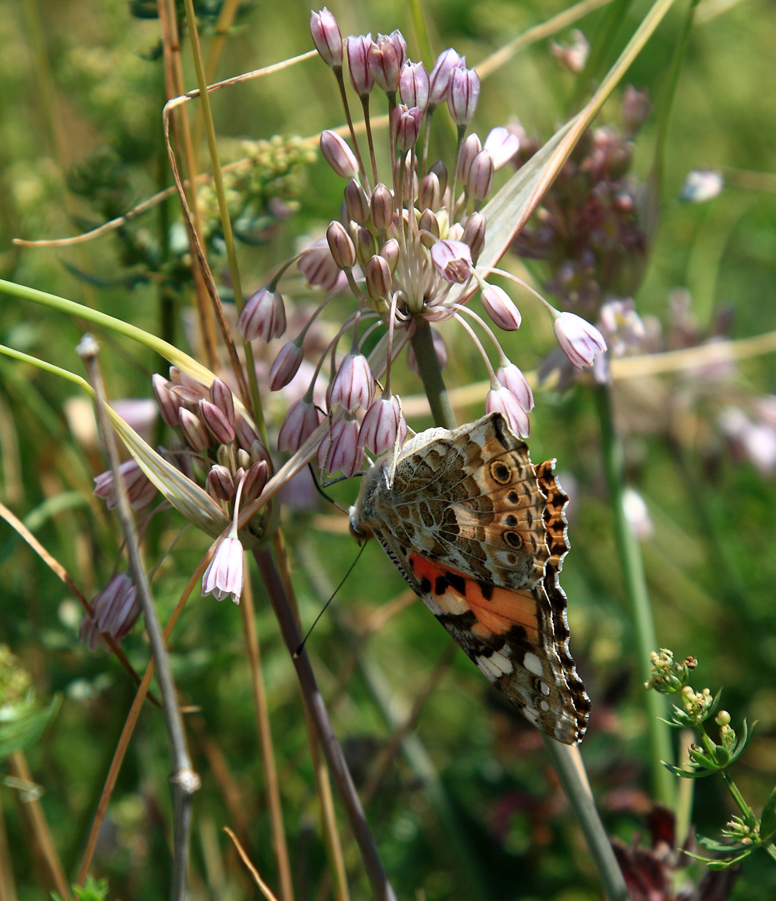 Image of Allium paniculatum specimen.